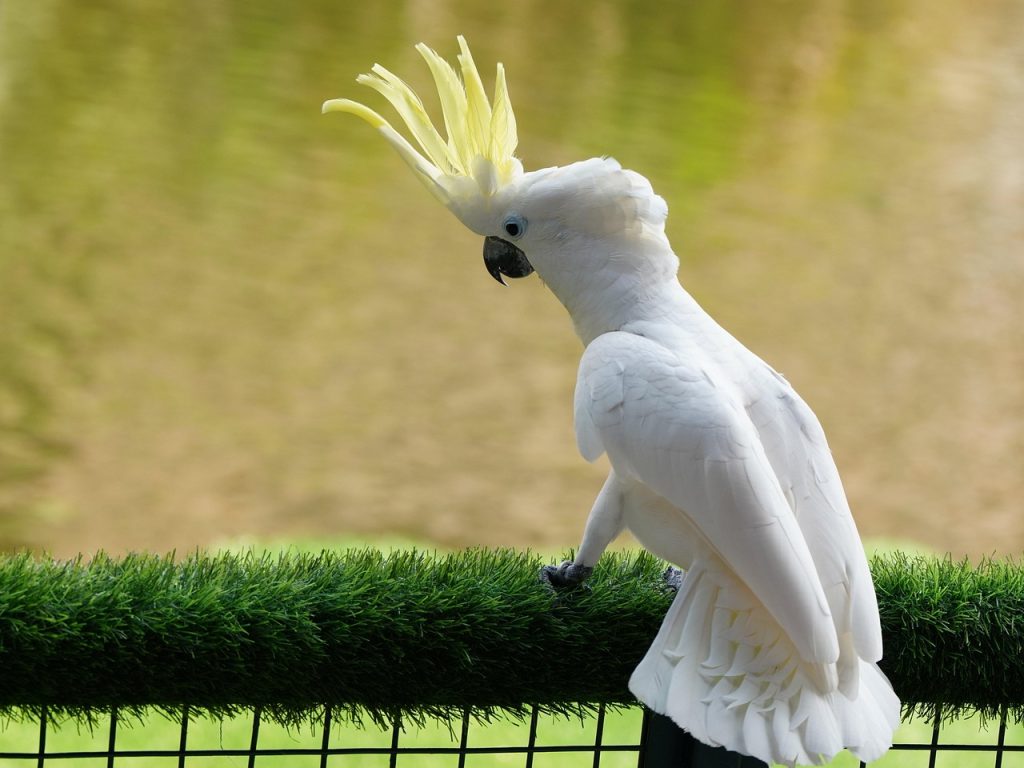 Sydney Cockatoos Crack the Code on Public Water Dispensers