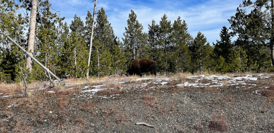 Bison, Yellowstone