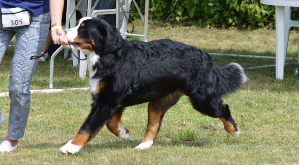 Bernese_Mountain_Dog
