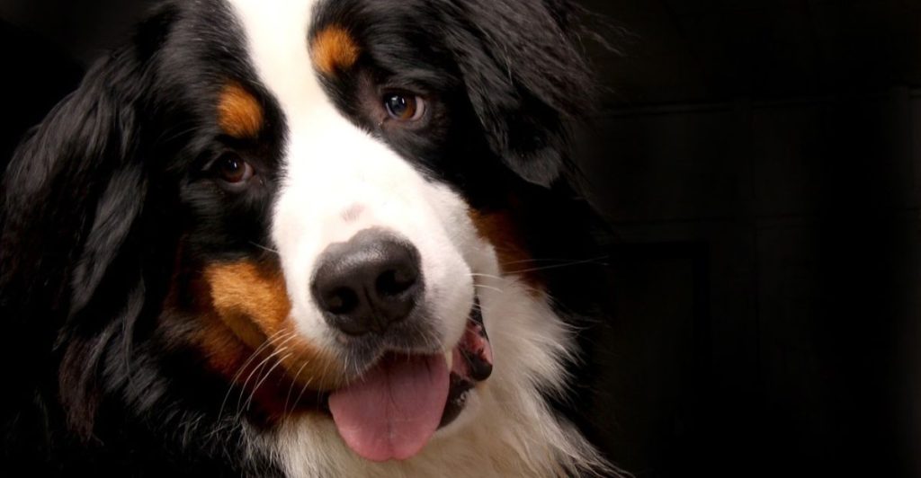 Vet Names the One Dog Breed That’s the “Full Package” for New Owners