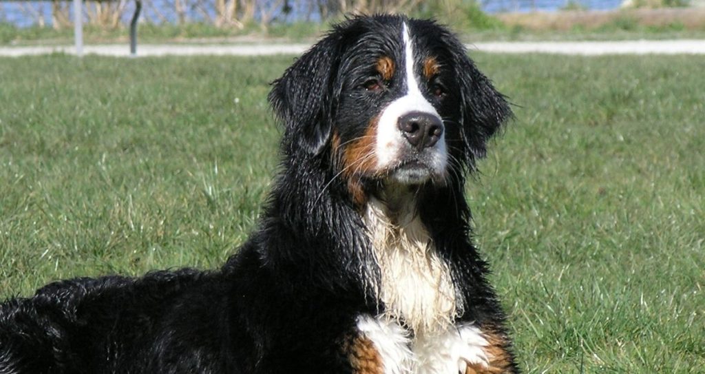Bernese_Mountain_Dog