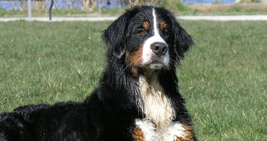 Bernese_Mountain_Dog