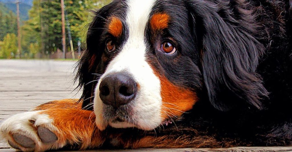 Bernese_Mountain_Dog