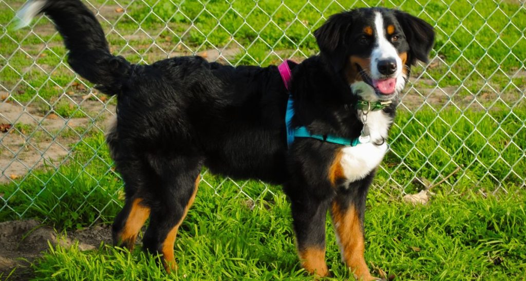 Bernese_Mountain_Dog