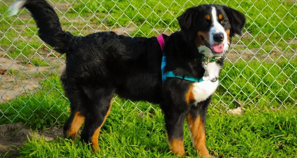 Bernese_Mountain_Dog