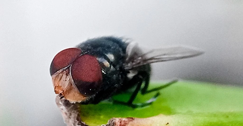 Ruttnande köttlukt nyckel till att stoppa dödlig fluga