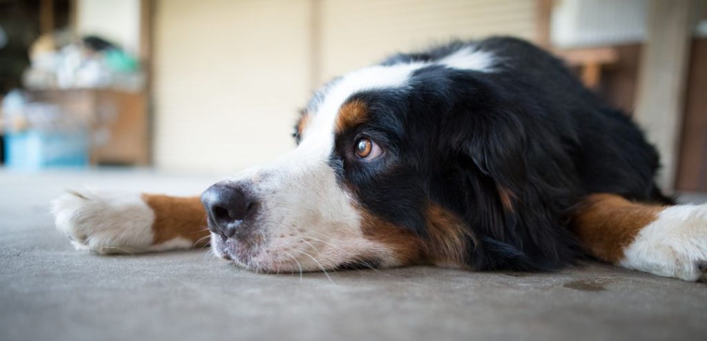 Bernese_Mountain_Dog