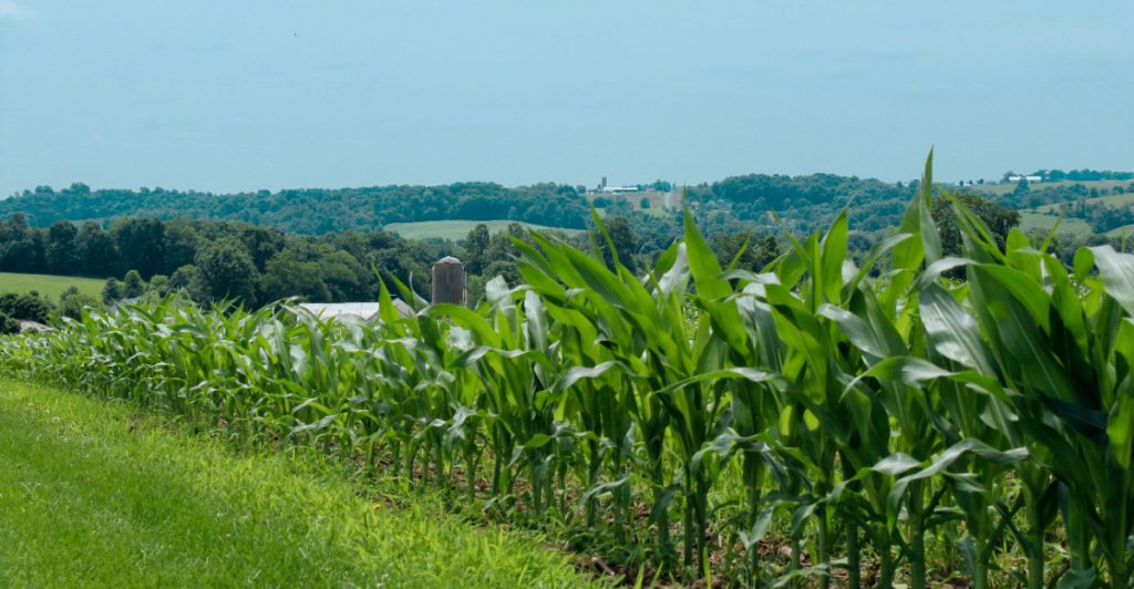 Immigration Raids Leave California Crops Rotting in the Fields