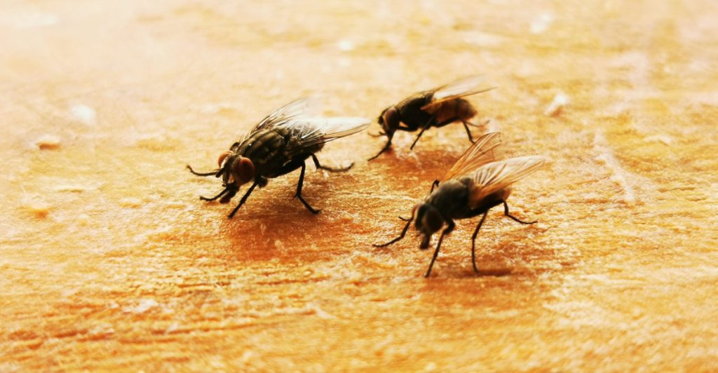 U.S. Plans to ‘Bomb’ Mexico… with Flies?