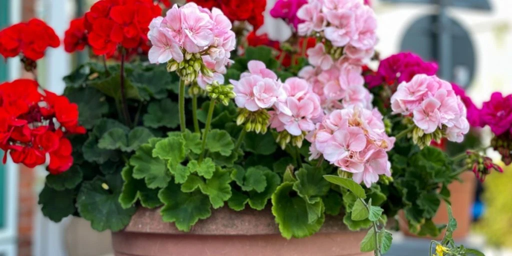 Geranier geranium