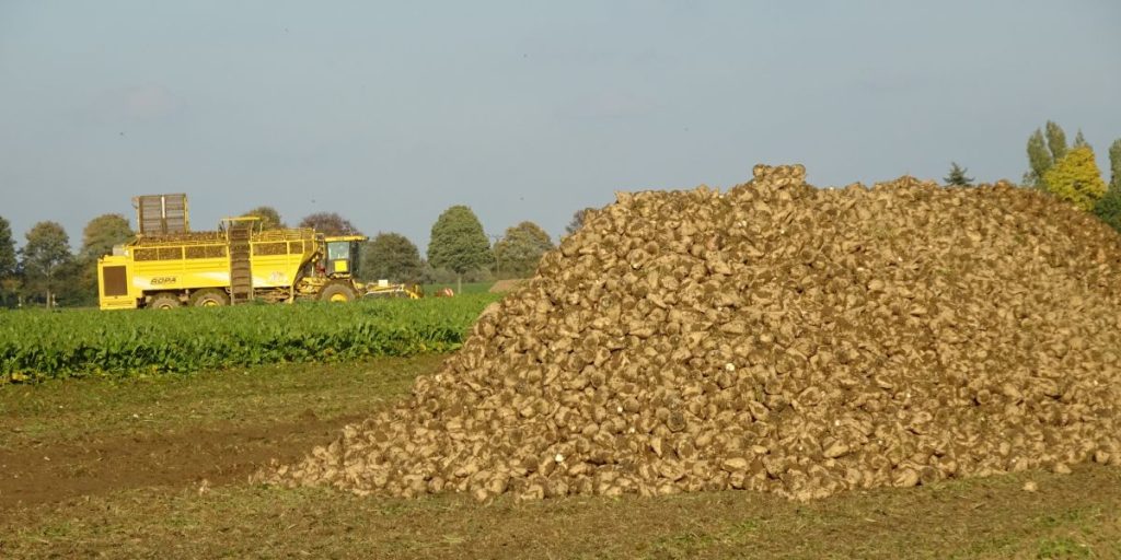 sugar beets sukkerroe