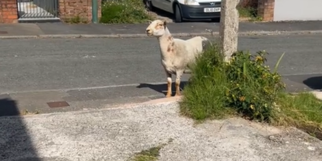 Får, Sheep