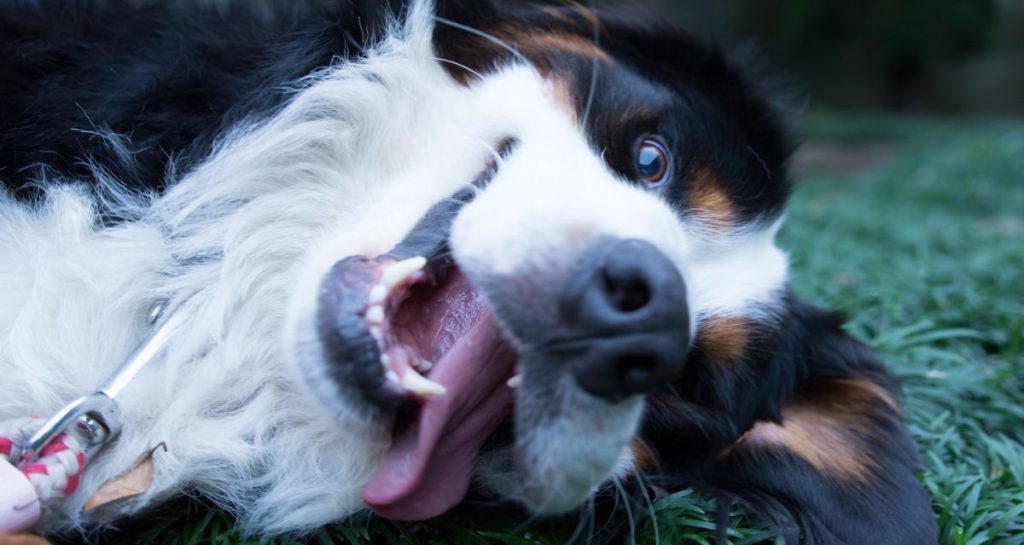 Bernese_Mountain_Dog