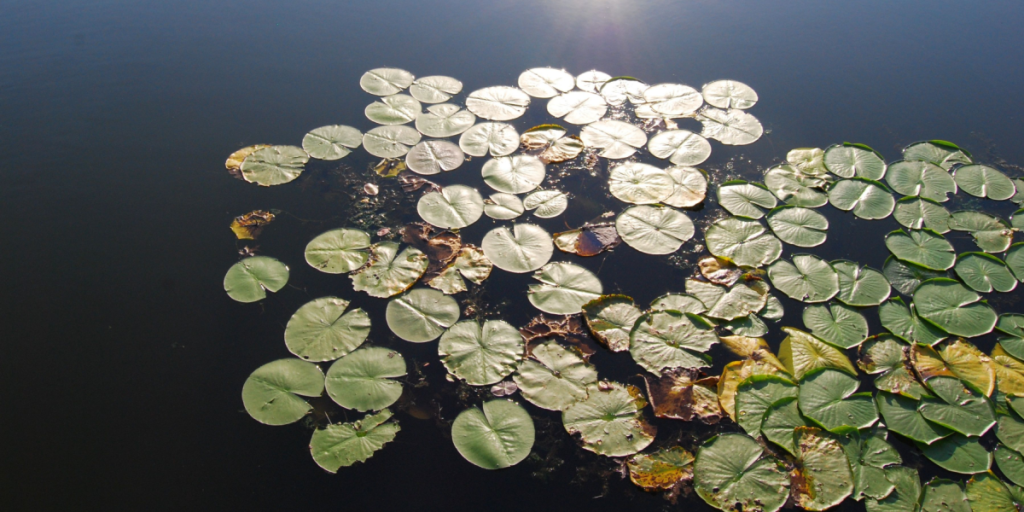 Lilipads, lake