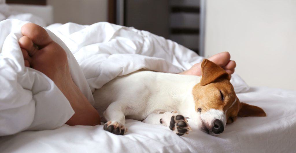 Hund sover i sängen
