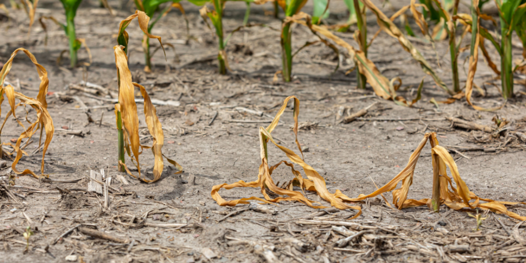 Dead crops, agriculture