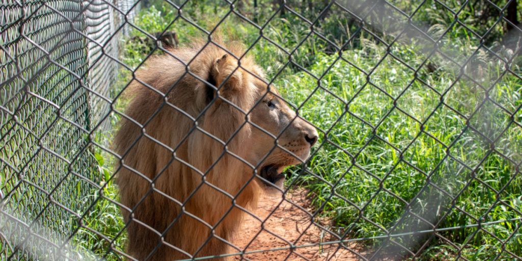 Løve slap ud af zoo: 53-årig mand alvorligt såret efter angreb
