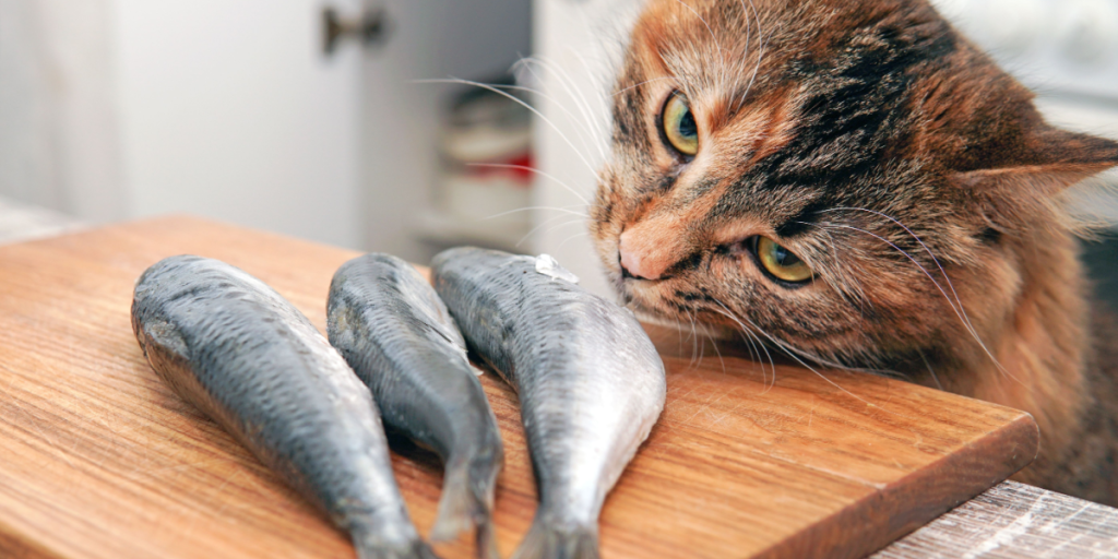 Cat, hungry, fish