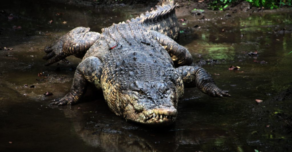 Alligator