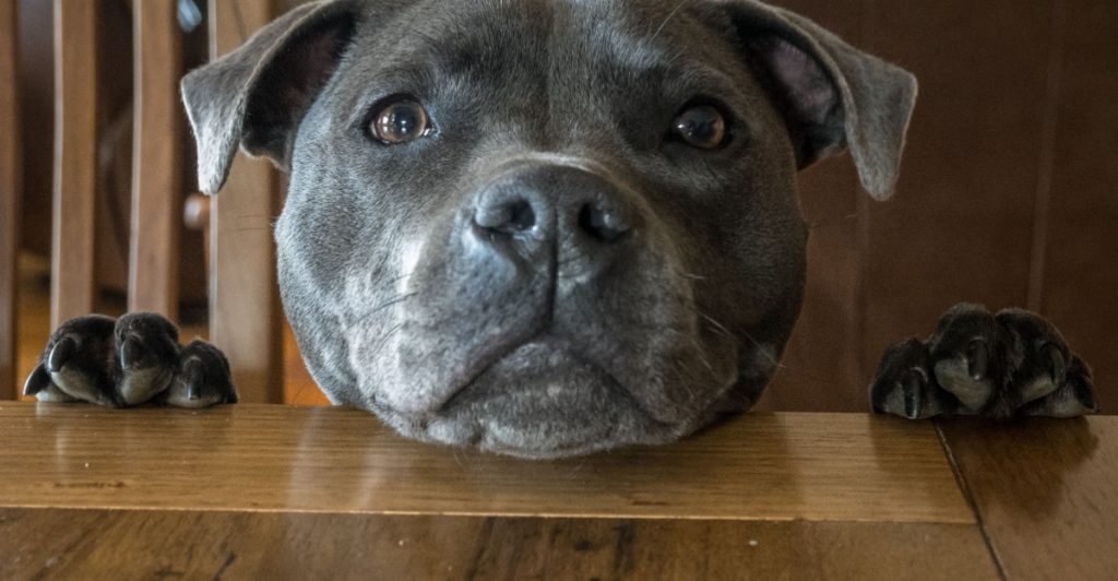 Staffordshire Bullterrier Staffy