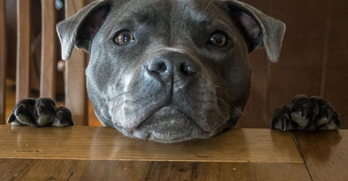 Staffordshire Bullterrier Staffy