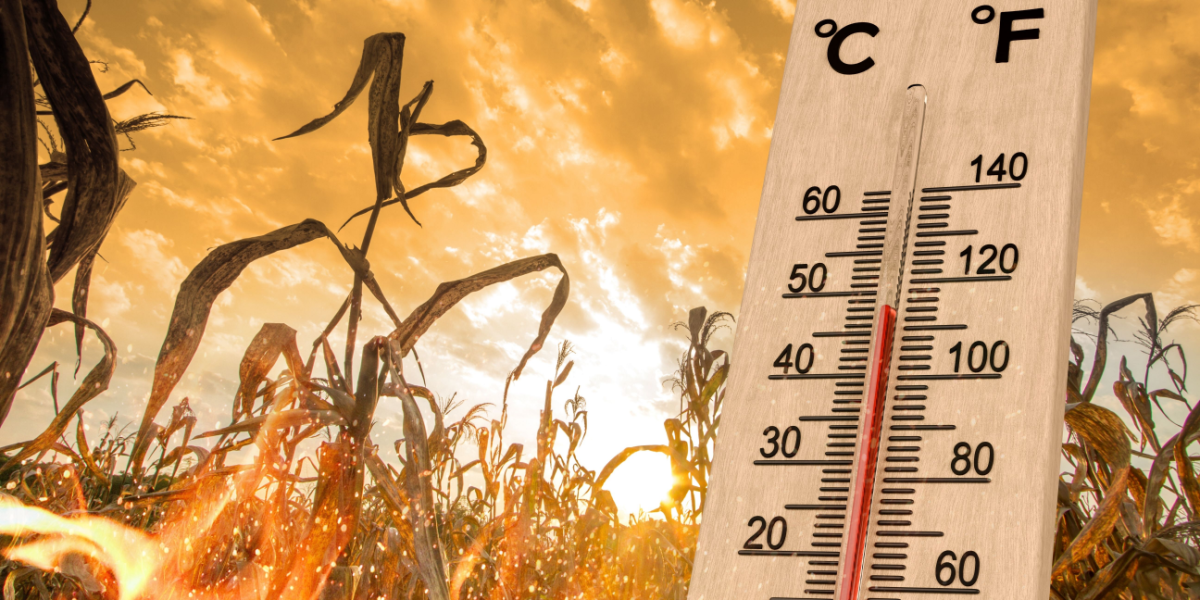 2300 estimated killed during European heatwave - these 12 cities were hit  the hardest