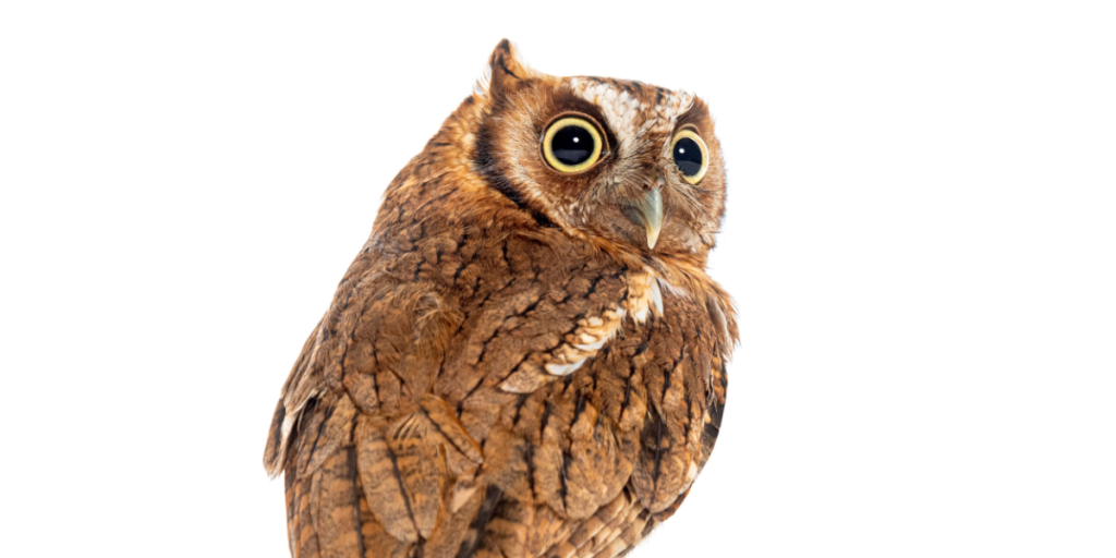 Owl, looking back