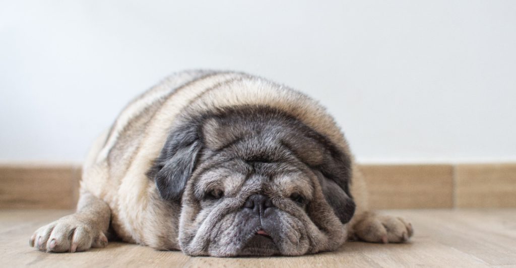 fet hund