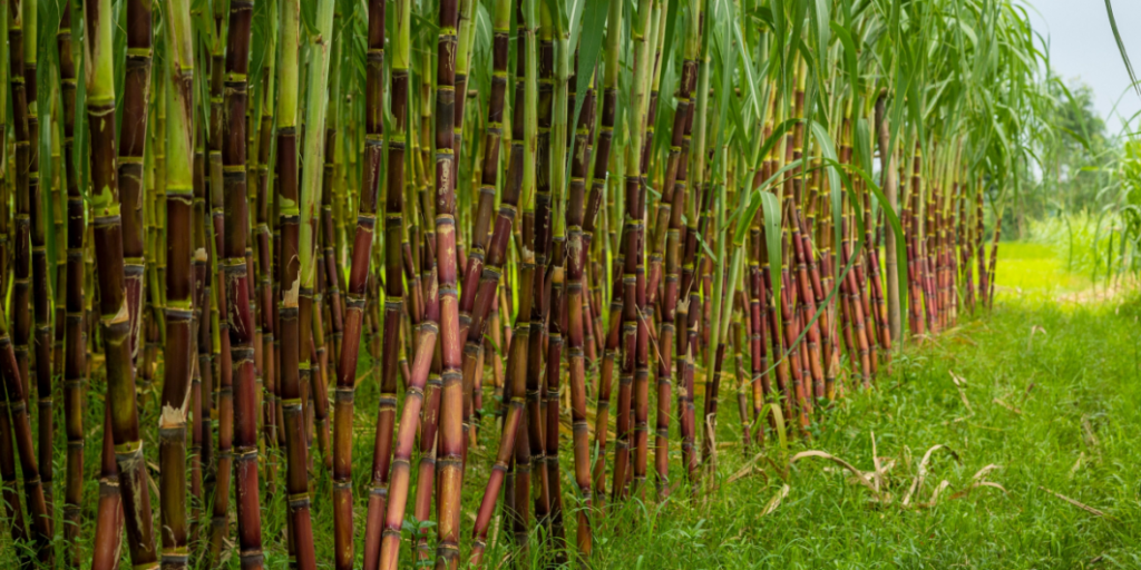 Sugar Cane
