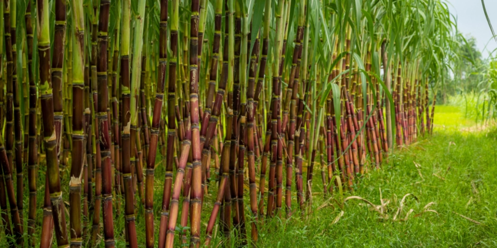 Sugar Cane