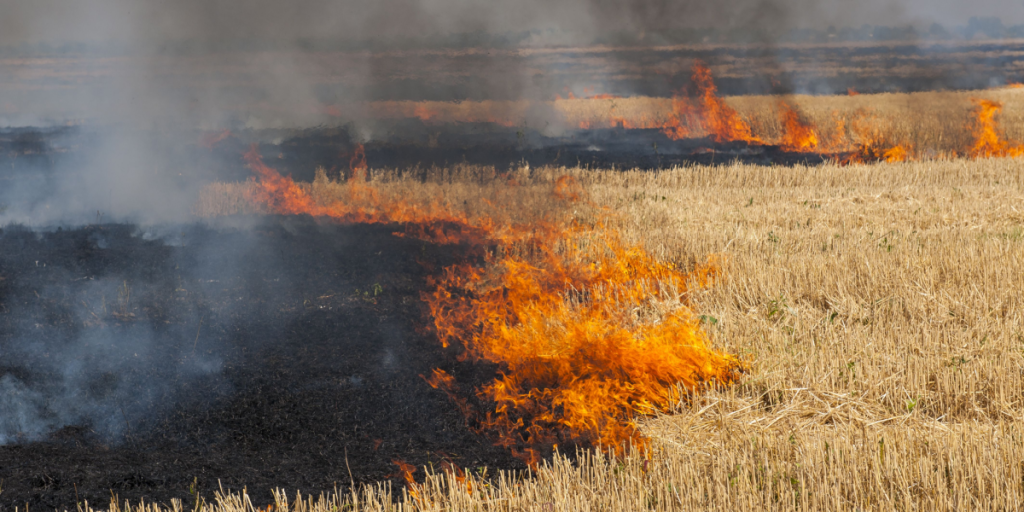 Wildfire