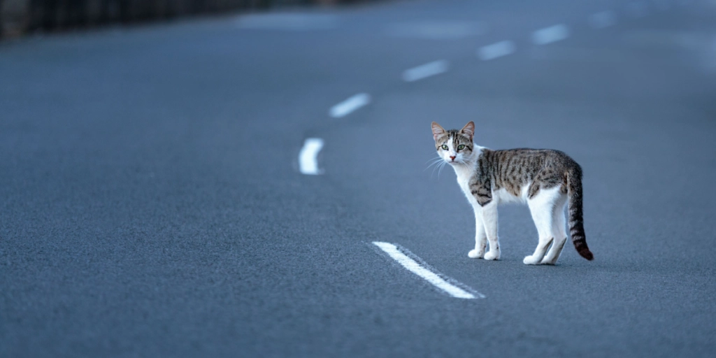 Cat, road