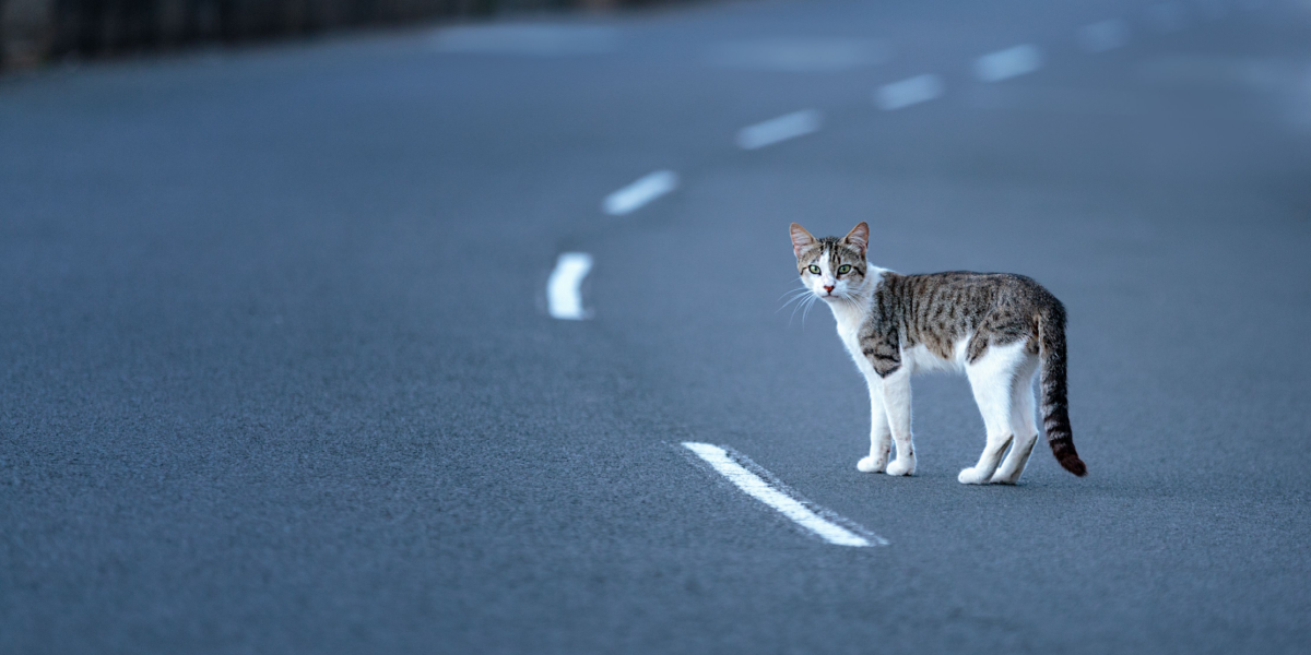 Cat, road