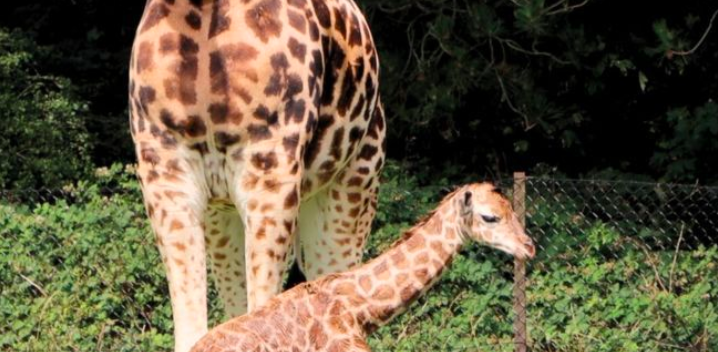 Knuthenborg Safaripark melder ud om deres ‘lille mirakel’: “Det er altid noget særligt”
