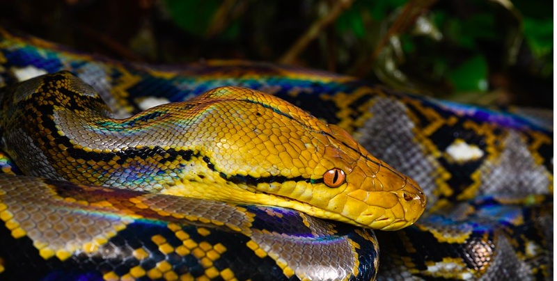 Eftersøgningshold sendt ud efter savnet landmand: Fandt ham i maven på en 8 meter lang python