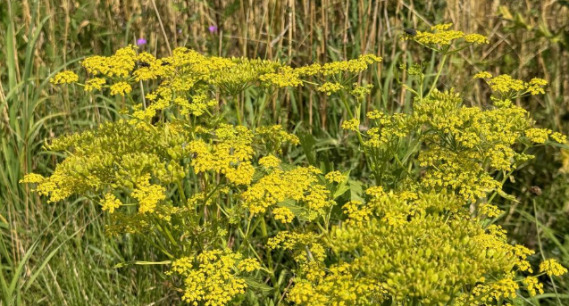 Vigtig advarsel til alle hundeejere: Pas på denne plante, når du går tur