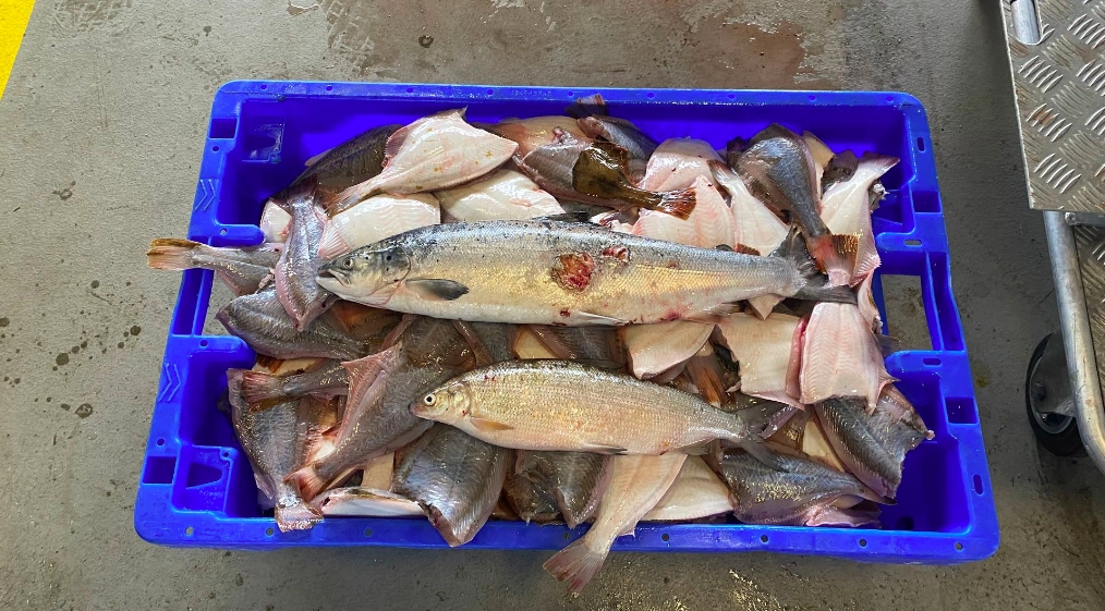 Fritidsfisker blev taget i ulovligt fiskeri: Havde fanget over 60 kilo fisk