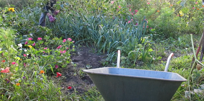 Dansk have, garden, summer, sommer, pigæble, trillebøre, havearbejde
