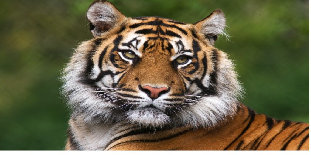 Tiger zoo