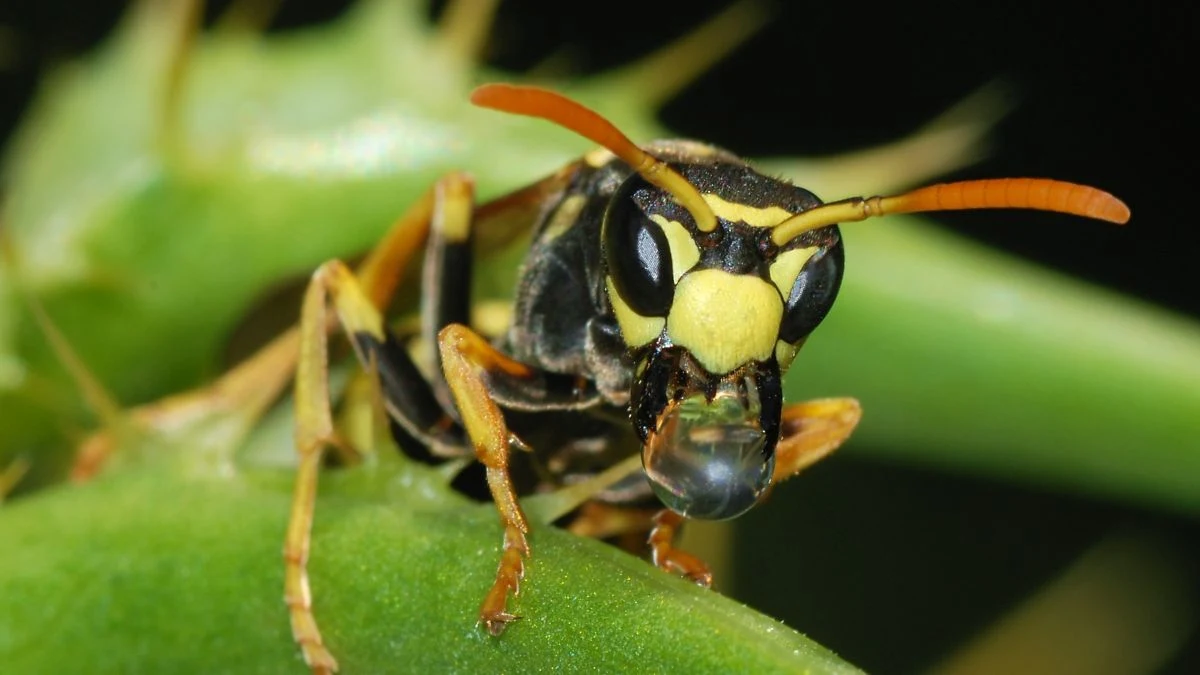 Wasp