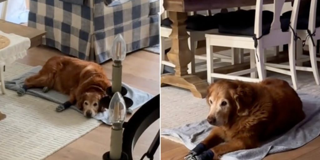 Kvinde undrede sig over, hvorfor hendes ‘gamle hund’ altid lå samme sted: Men så indså hun den hjertevarmende årsag