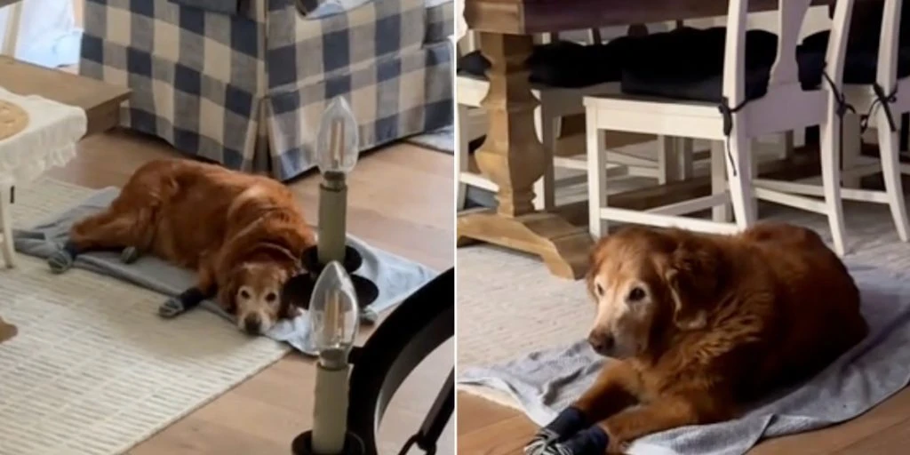 Kvinde undrede sig over, hvorfor hendes ‘gamle hund’ altid lå samme sted: Men så indså hun den hjertevarmende årsag