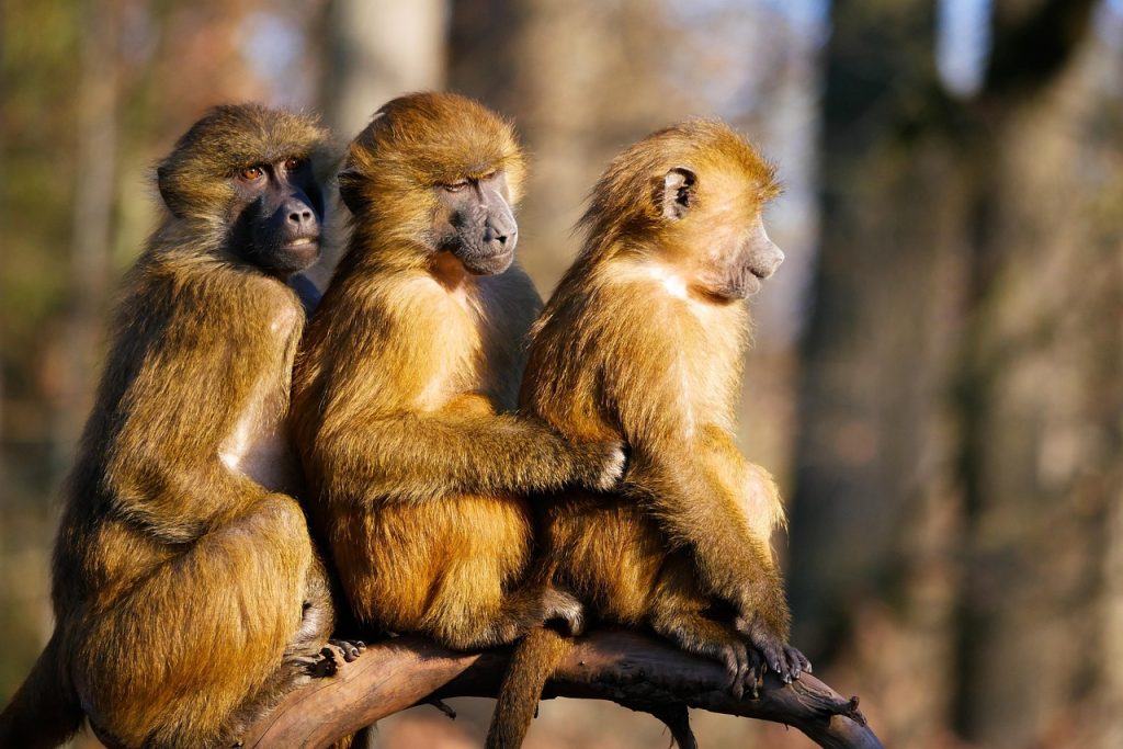 baboon, bavian