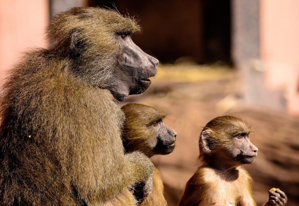 baboon, bavian