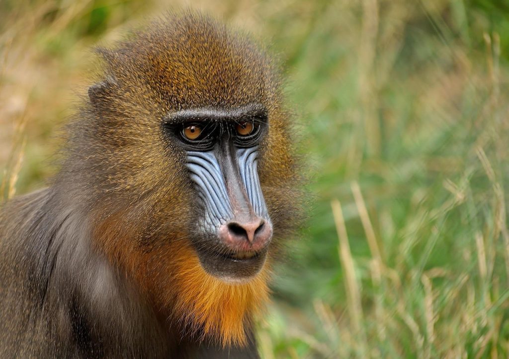 mandrill, abe