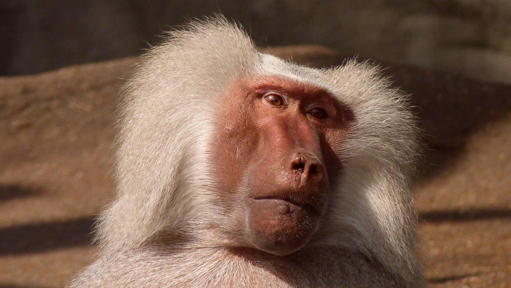 baboon, bavian