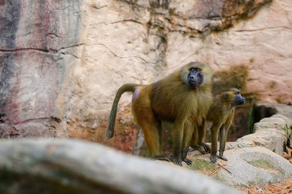 baboon, bavian