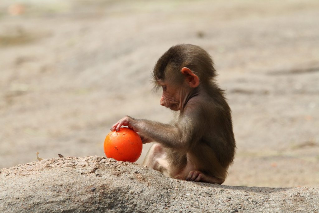 baboon, bavian