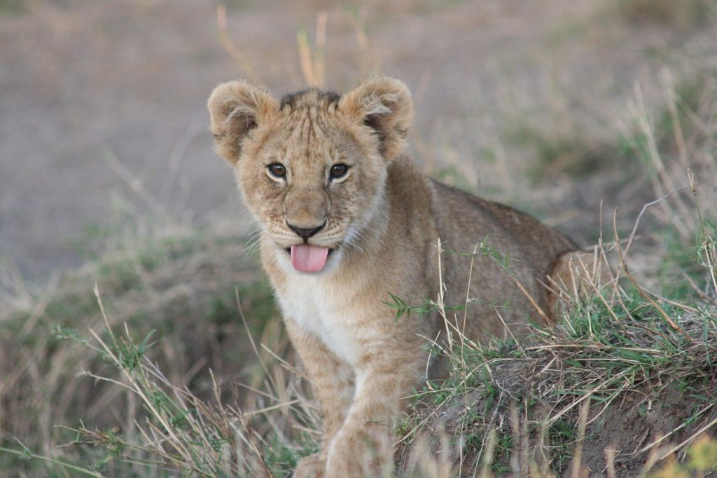 baby-lion