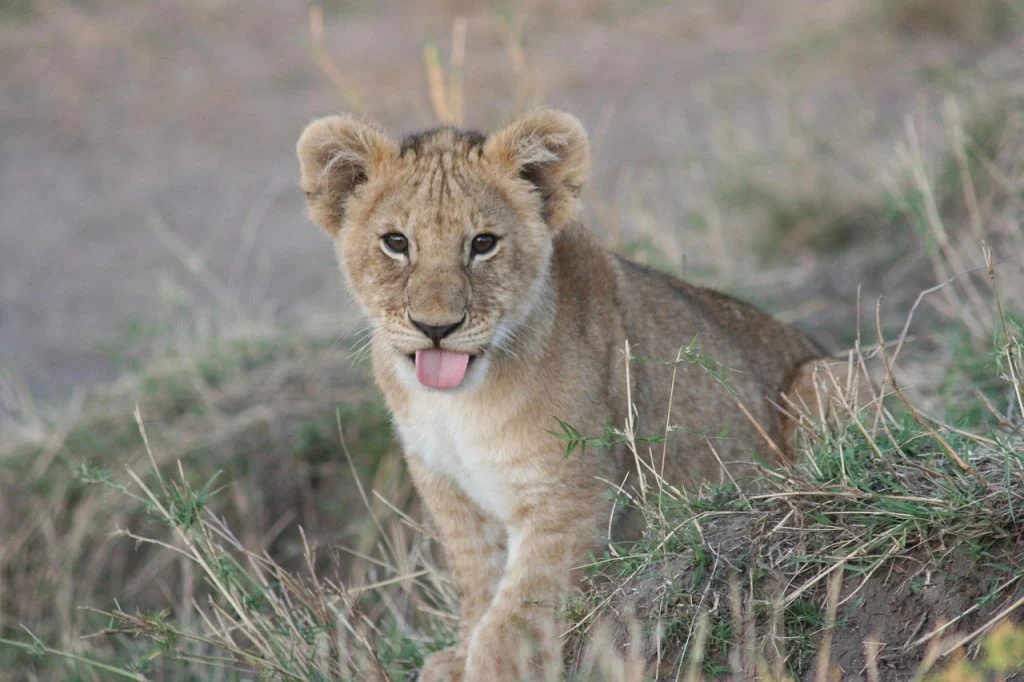 baby-lion